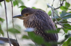 ゴイサギ（幼鳥）