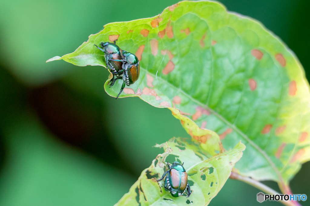 マメコガネ（Japanese beetle）
