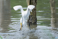 ダイサギ　ゲッチュ！①