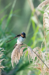 ツバメ幼鳥の毛づくろい