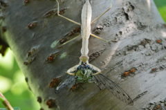 カマキリがミンミンゼミを捕食中