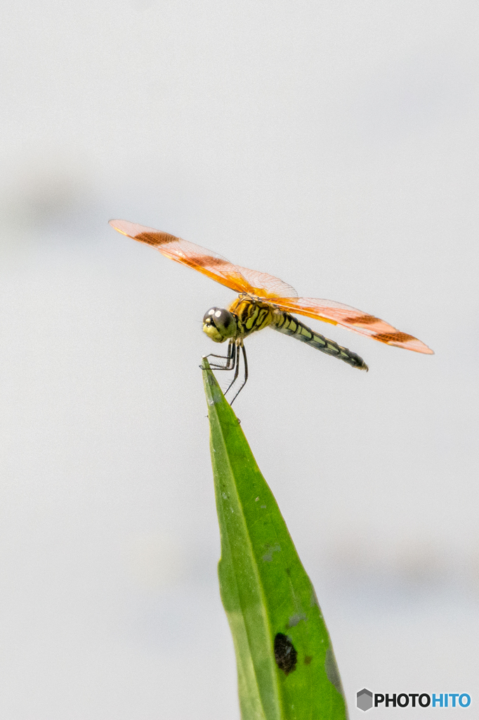 コフキトンボ　(♀)（帯型）