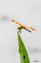 コフキトンボ　(♀)（帯型）