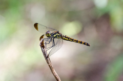 コノシメトンボ