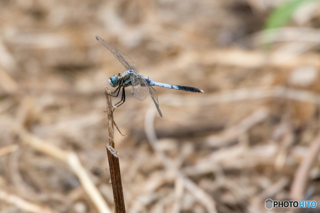 シオカラトンボ