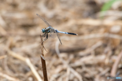 シオカラトンボ