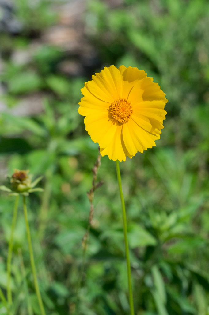 オオキンケイギク