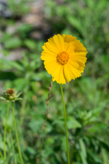 オオキンケイギク