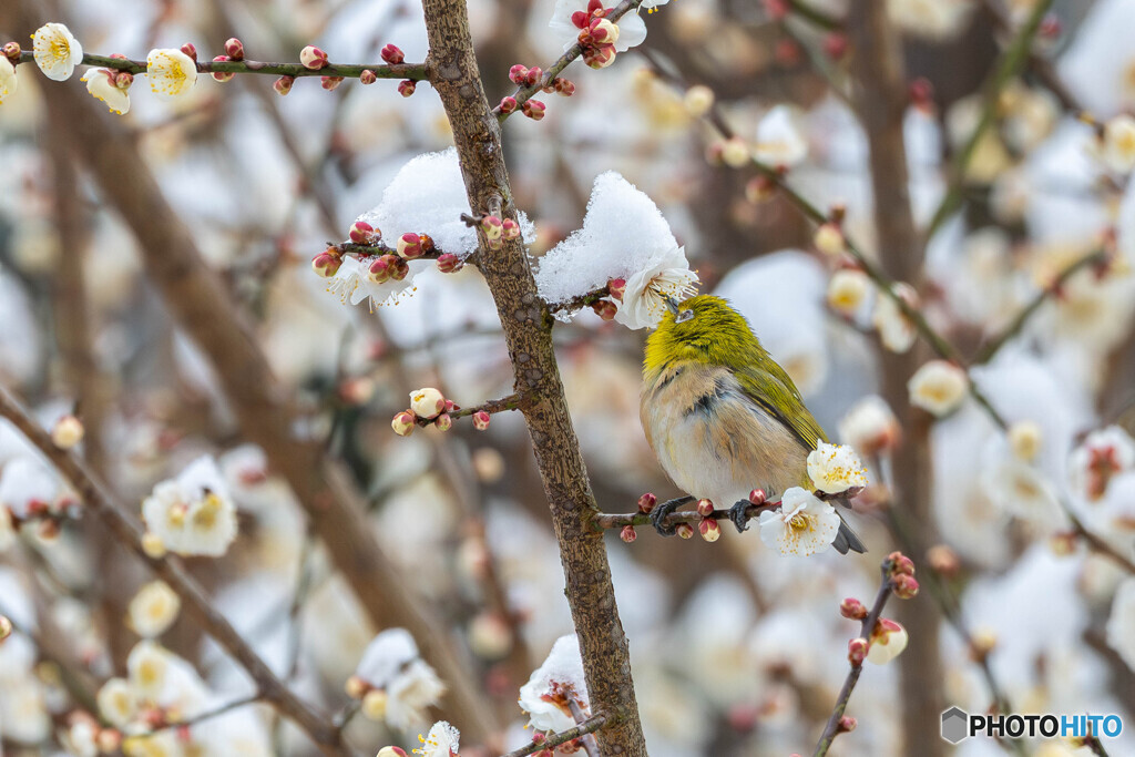 冷たい梅ジュース