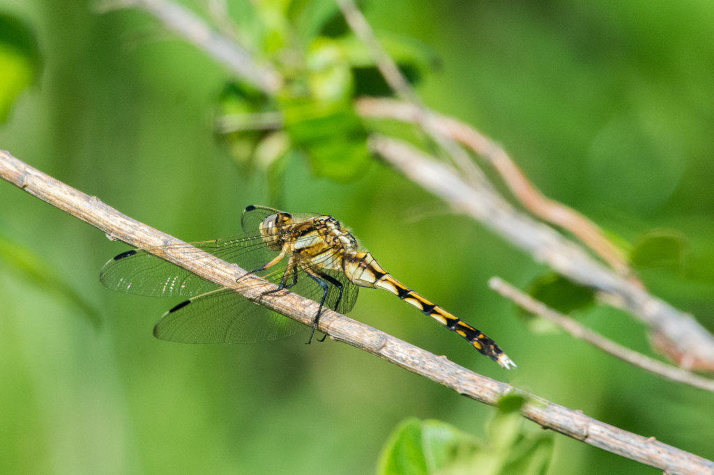 シオカラトンボ（メス）