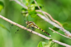 シオカラトンボ（メス）
