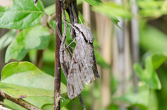 シモフリスズメガ