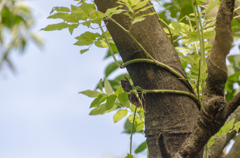 ツクツクボウシ