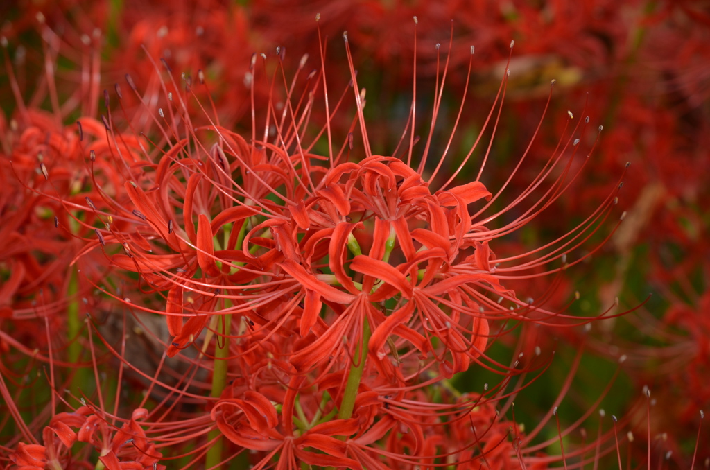 彼岸花（ヒガンバナ）