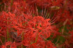 彼岸花（ヒガンバナ）