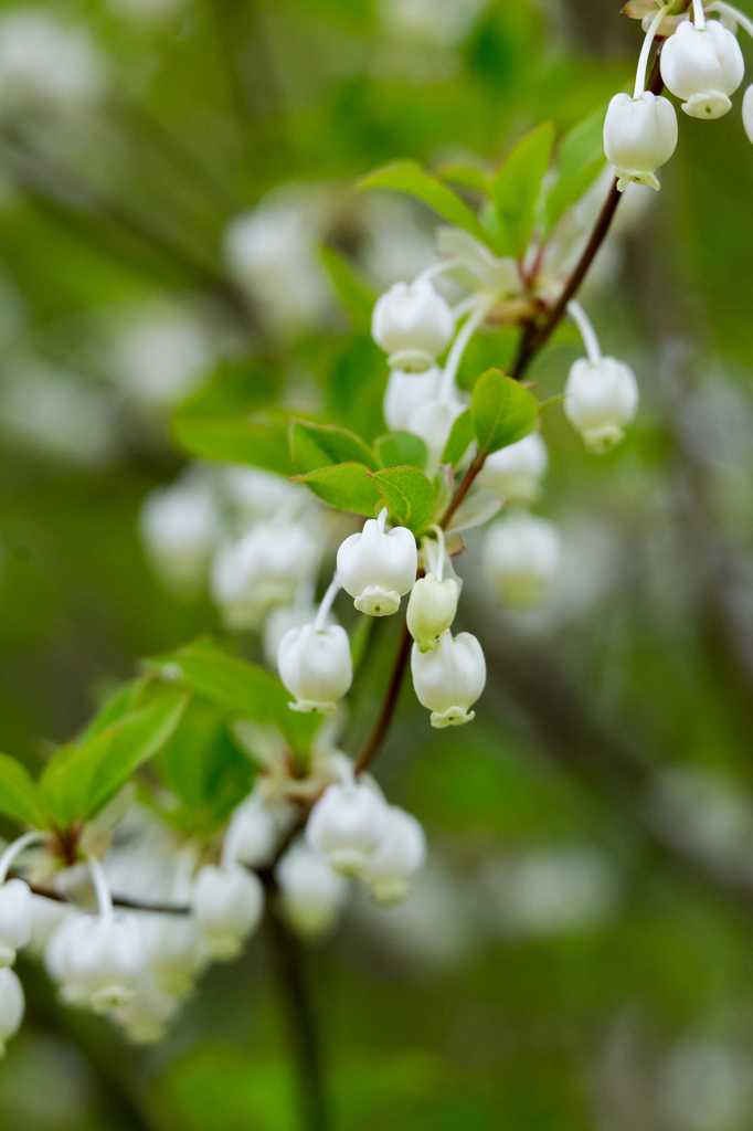 ドウダンツツジ