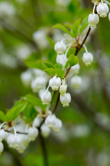 ドウダンツツジ