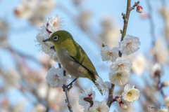 メジロと梅　花粉がいっぱい！