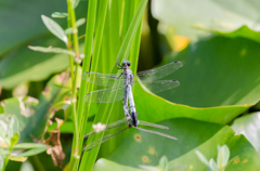 シオカラトンボ 交尾