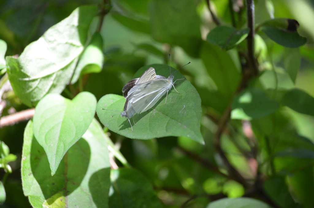 モンシロチョウ