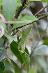 ハラビロカマキリ