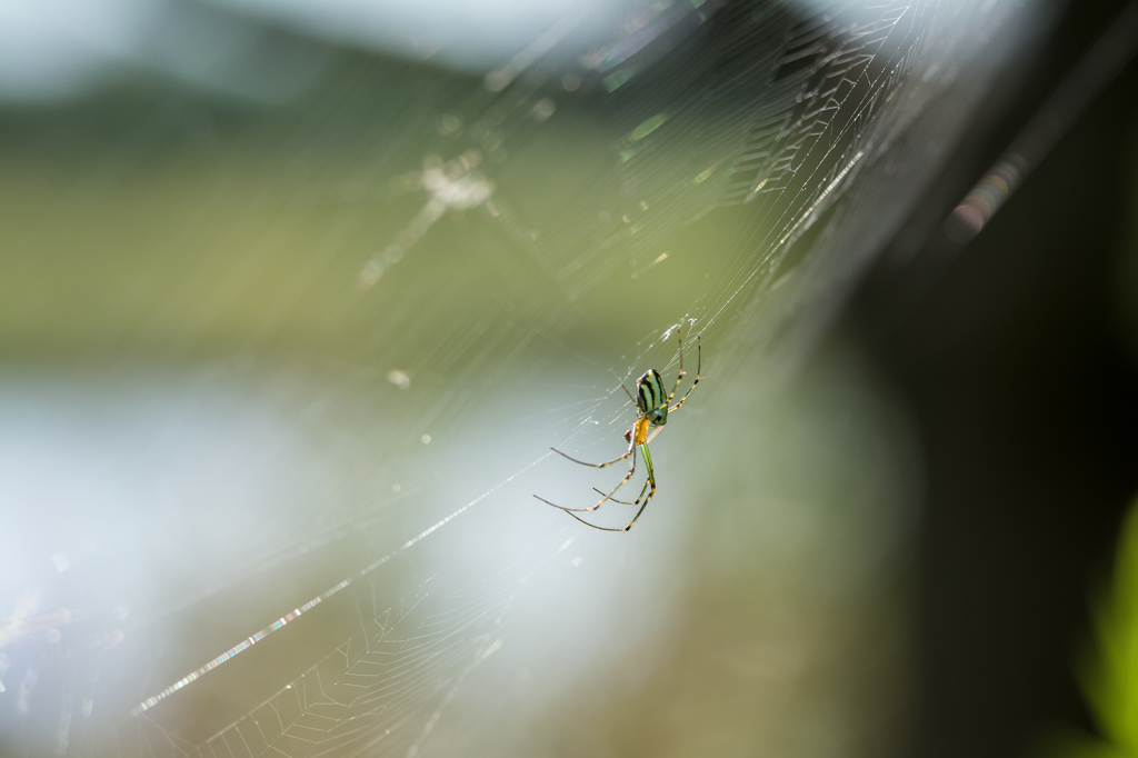 種類確認中...（⇐勉強不足）
