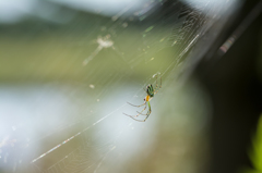 種類確認中...（⇐勉強不足）
