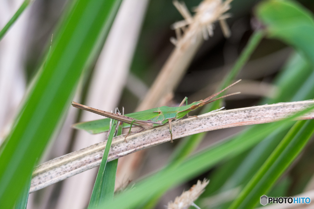 ショウリョウバッタ