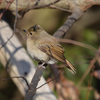 キビタキ　♀