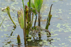 ギンヤンマ 産卵中