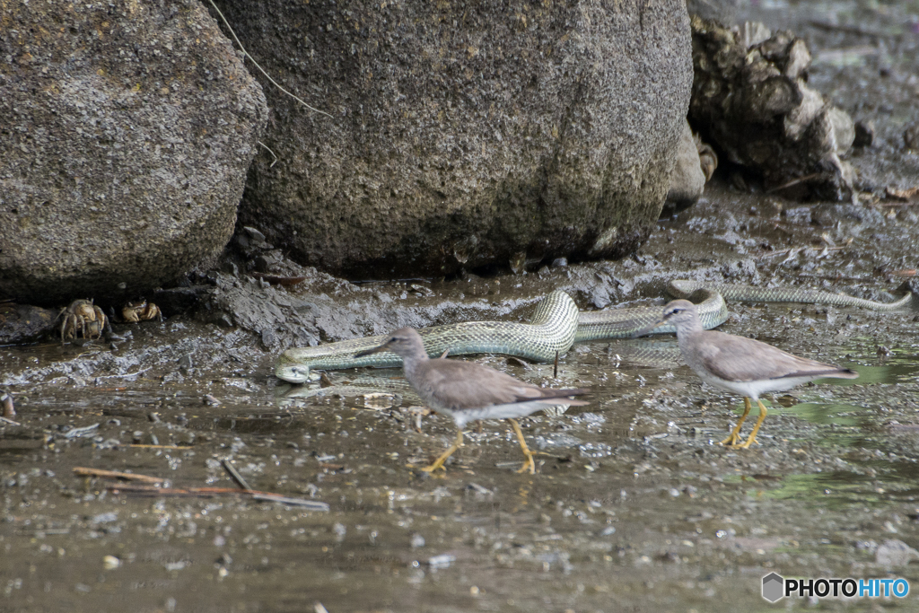アオダイショウとキアシシギ