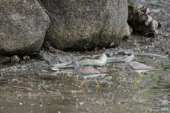 アオダイショウとキアシシギ
