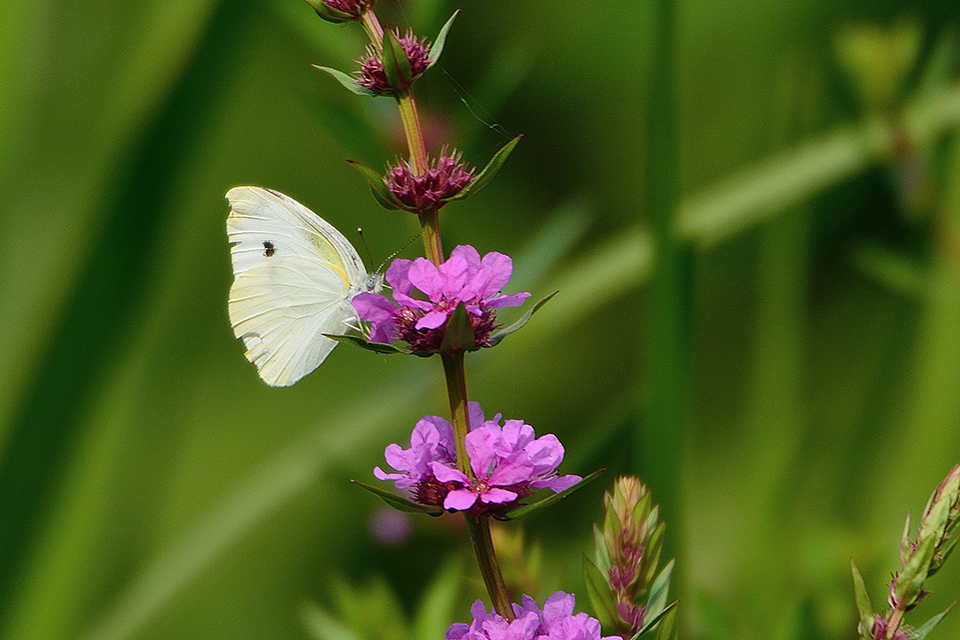 花とモンシロチョウ