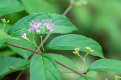 コムラサキシキブ