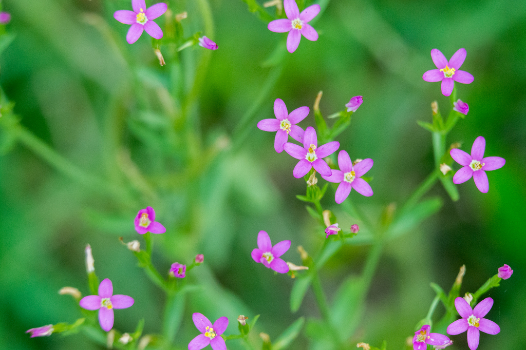 ベニバナセンブリ