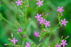 ベニバナセンブリ