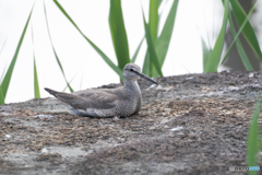 キアシシギ  休憩中…