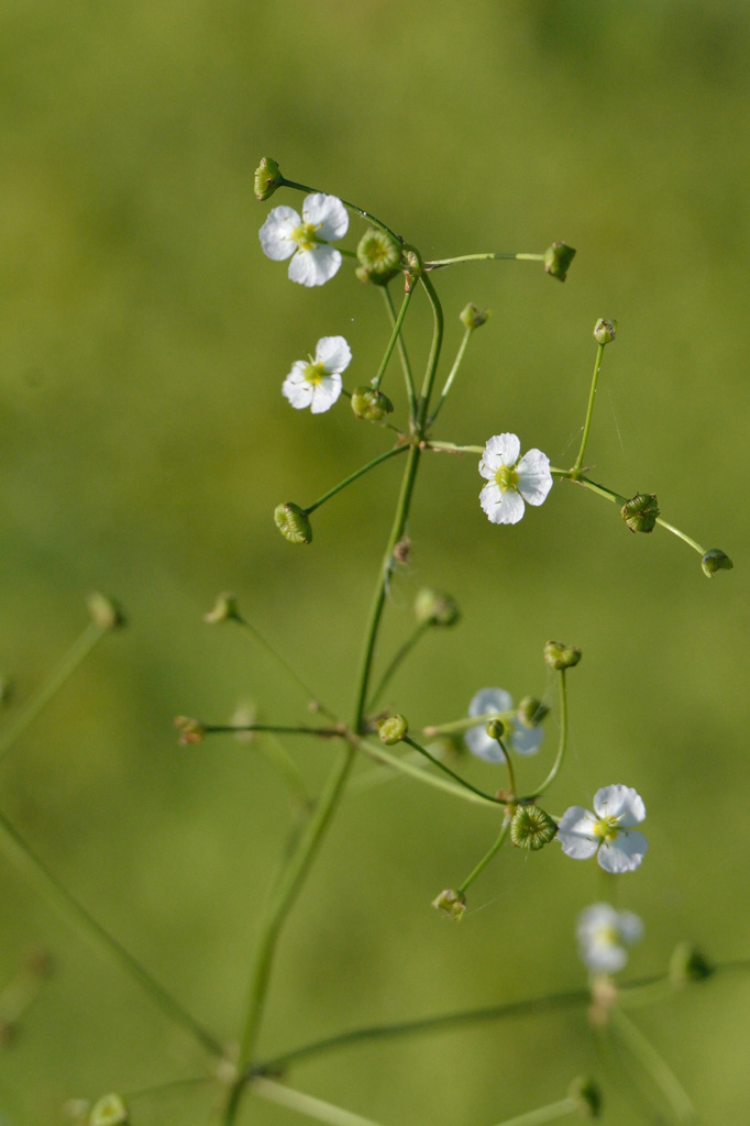 丸葉面高（マルバオモダカ）