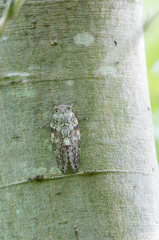 ミンミンゼミ（今年初☆視認♪）