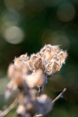 次の世代へのつながり