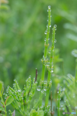 スギナは雨粒との相性抜群！