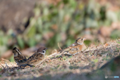 アトリとスズメ