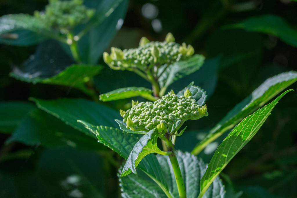 ガクアジサイだと思われる