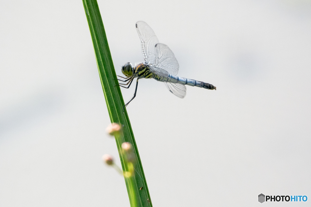 コフキトンボ　(♀)（翅に帯なし型）