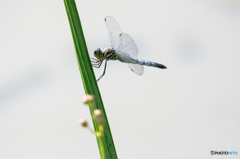 コフキトンボ　(♀)（翅に帯なし型）