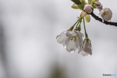 霧雨に佇む