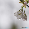霧雨に佇む