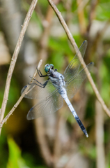 シオカラトンボ