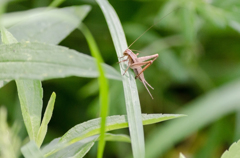 マツムシの幼虫