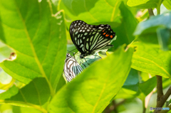 アカボシゴマダラ